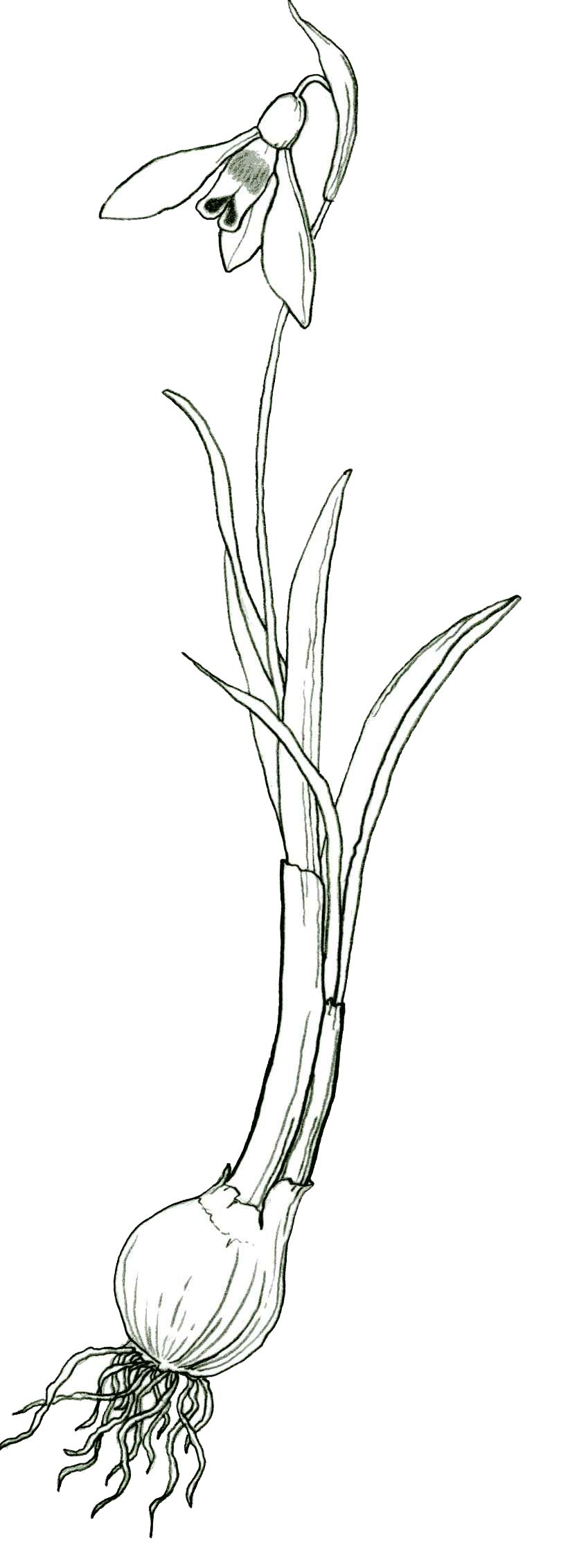 810x2262 Snowdrop Sketch Schite Sketches, Drawings And - Snowdrop Sketch
