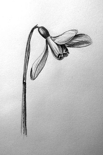 333x500 Snowdrop Sketch Schite Sketches - Snowdrop Sketch