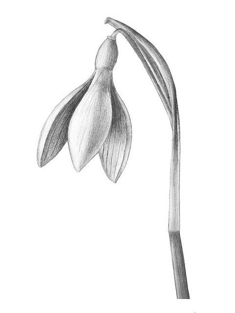 480x640 Snowdrop Sketch Schite Tattoos, Drawings And - Snowdrop Sketch