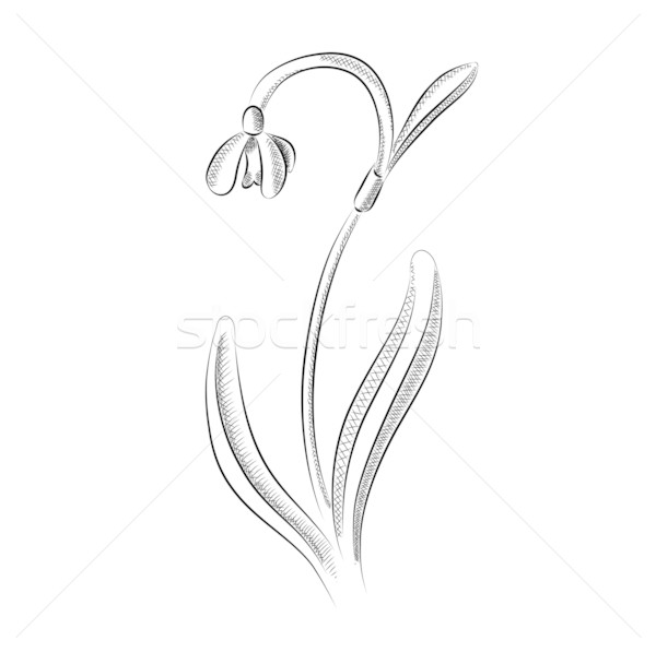 600x597 Snowdrop Vector Illustration Vlastimil (Vlastas - Snowdrop Sketch