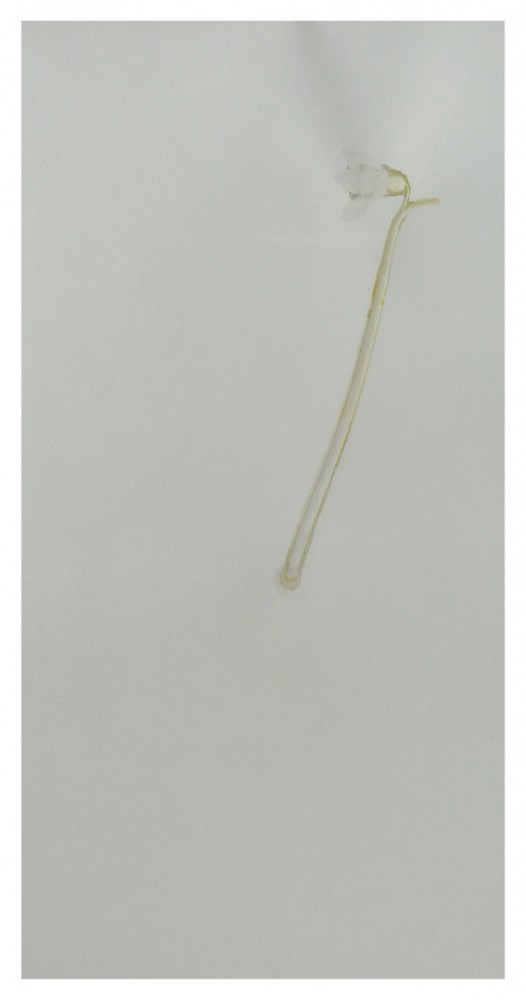 526x1000 Thomas Eyck - Snowdrop Sketch