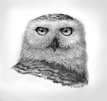 450x427 Snowy Owl Drawing By Rich Disilvio - Snowy Owl Sketch