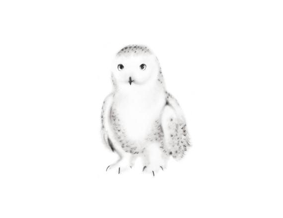 570x440 Snowy Owl Nursery Print Sketch Baby Animal Art Gender Etsy - Snowy Owl Sketch