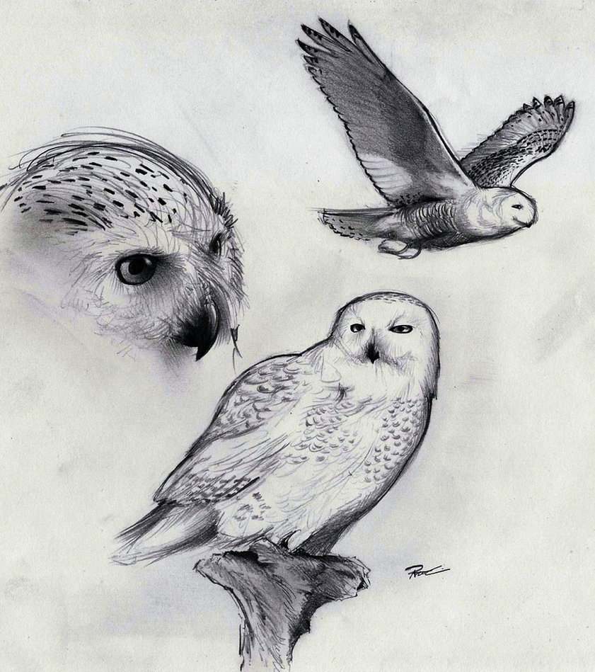 841x949 Snowy Owl By Robthedoodler - Snowy Owl Sketch