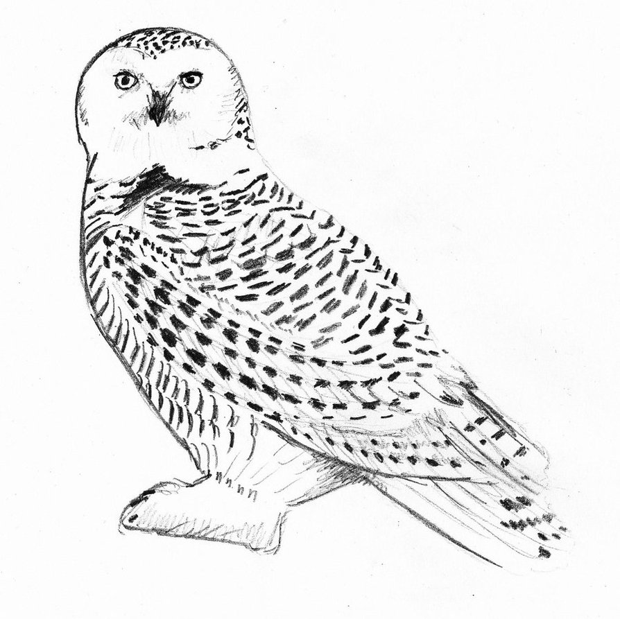 894x893 Snowy Owl Clipart Harry Potter - Snowy Owl Sketch