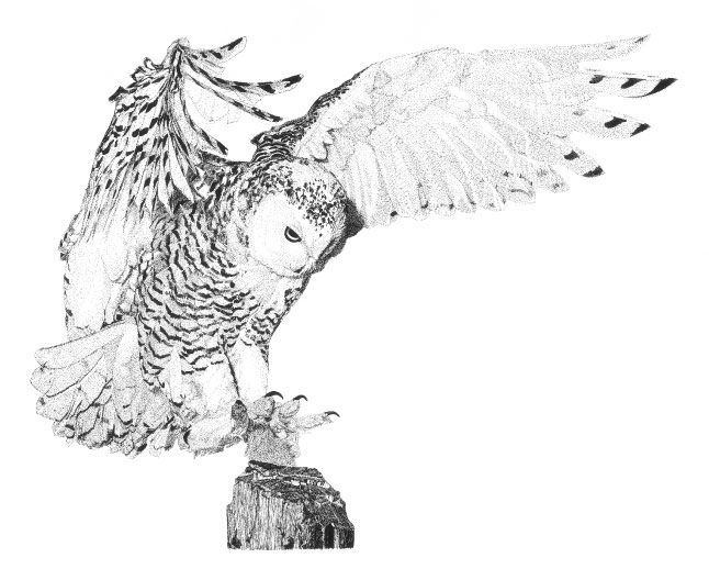 646x518 Snowy Owl Sketch - Snowy Owl Sketch