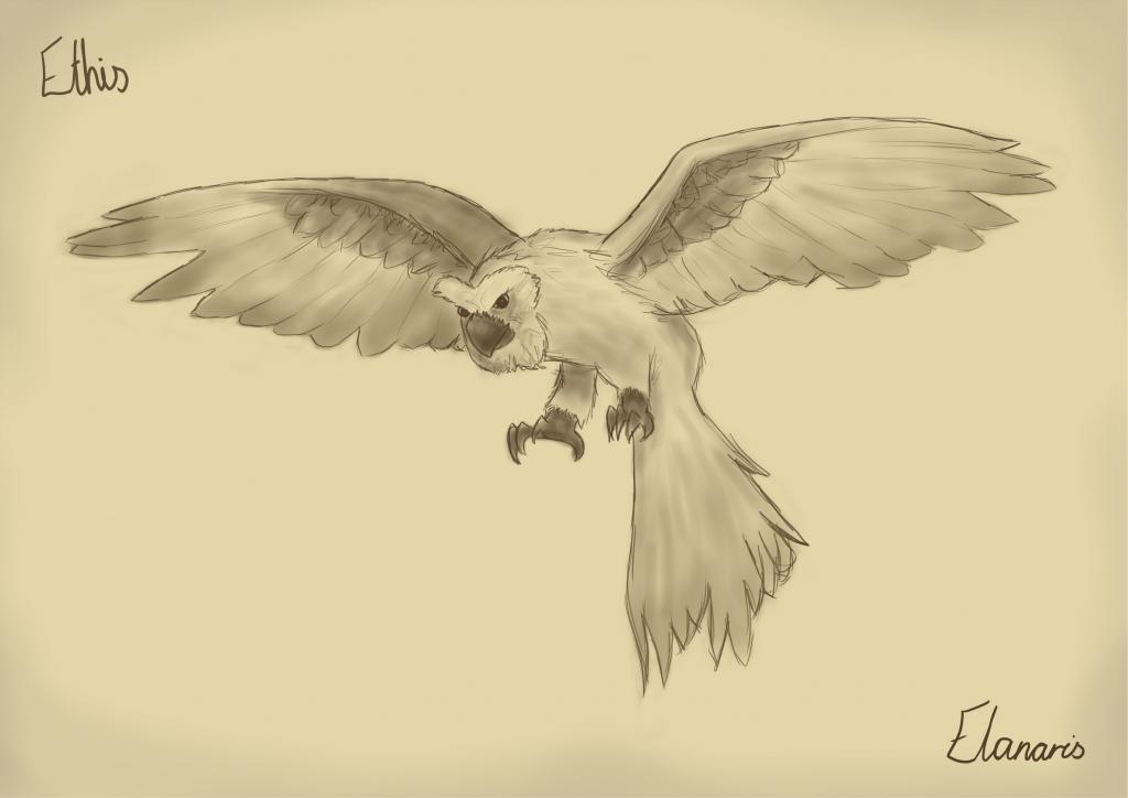1024x724 Ethis - Snowy Owl Sketch