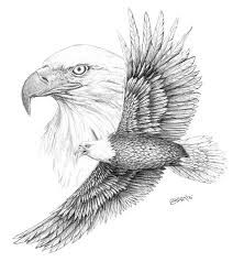 212x238 Image Result For How To Draw A Soaring Eagle Home Sweet Home - Soaring Eagle Sketch