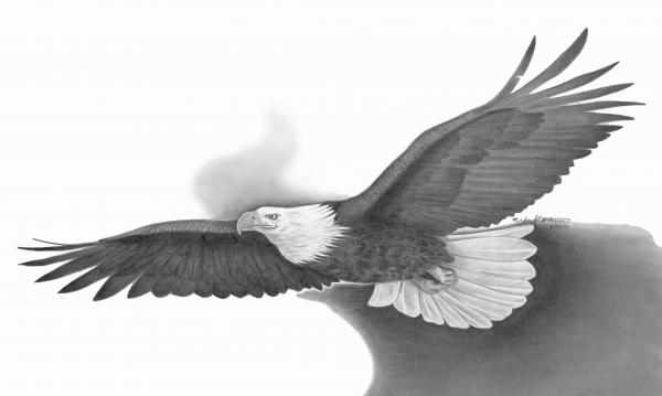 600x359 Soaring Eagle Drawing - Soaring Eagle Sketch