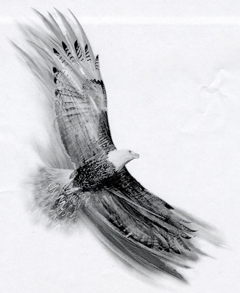 810x986 Soaring Eagle By Basixofblack Tattoo Idea... Ink - Soaring Eagle Sketch
