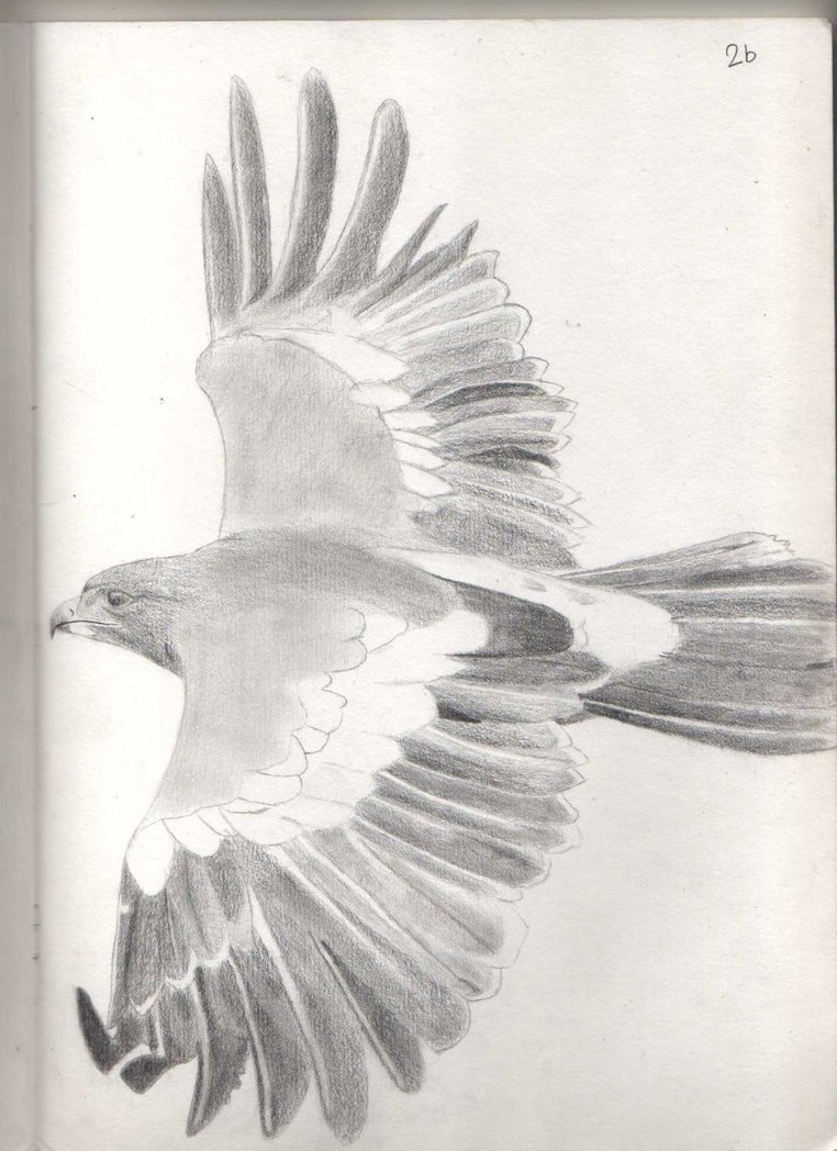 762x1048 Soaring Eagle By Ivanhlb - Soaring Eagle Sketch