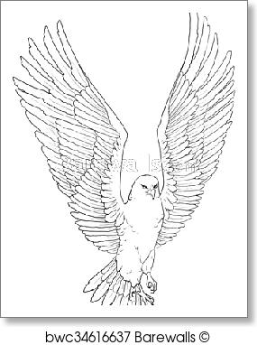 285x382 Art Print Of Sketch Illustration Of A Soaring Eagle Barewalls - Soaring Eagle Sketch
