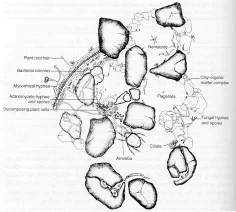 472x424 Soil Food Web - Soil Sketch