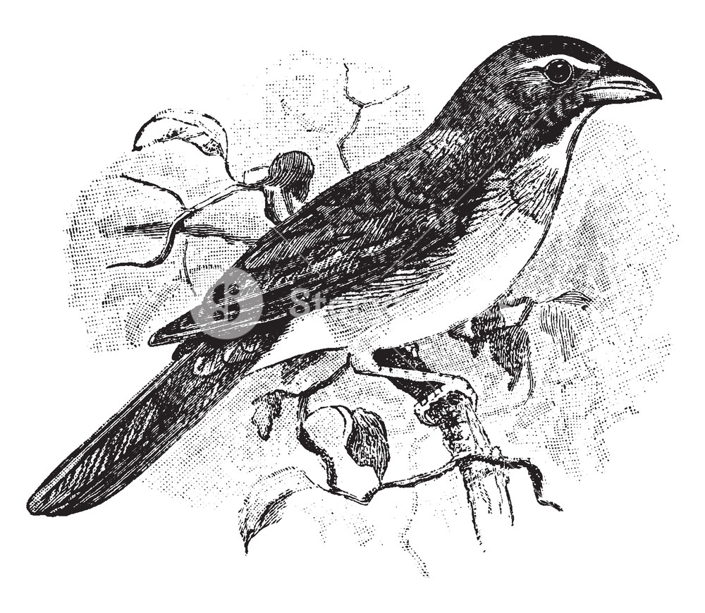 1000x869 Saltator Is An American Songbird In The Cardinal Family, Vintage - Songbird Sketch