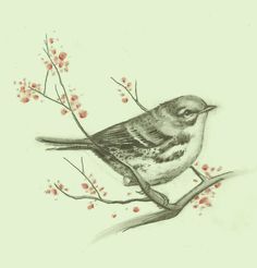 236x246 The 34 Best Songbird Tattoo Images Small Bird - Songbird Sketch