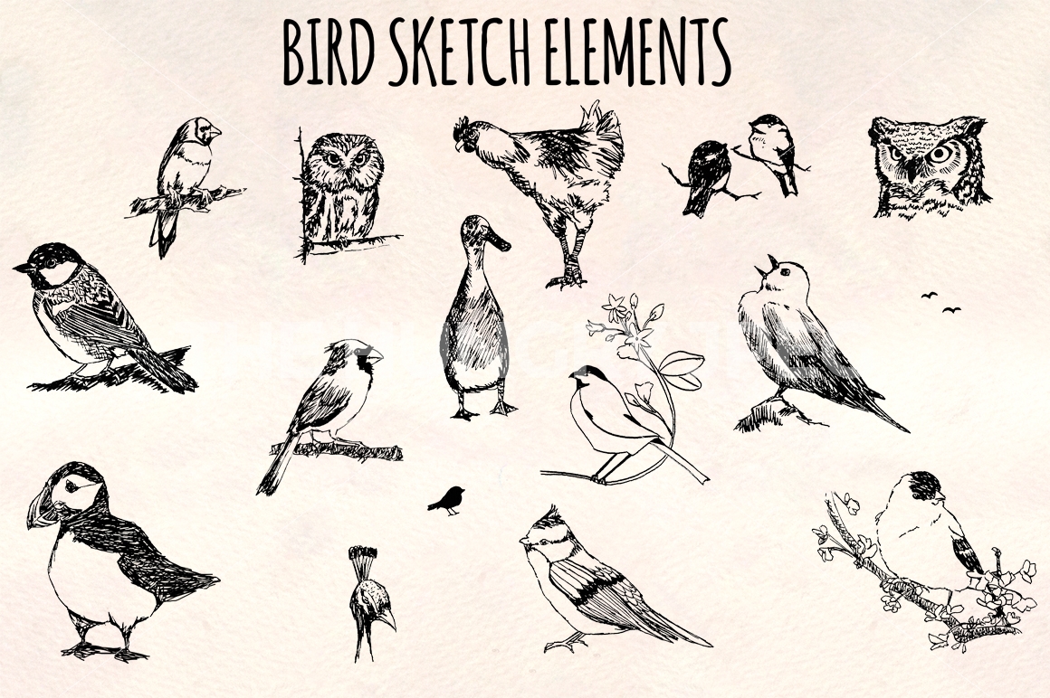 1160x772 Bird Sketch Elements - Songbird Sketch