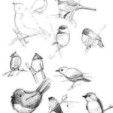 Songbird Sketch at PaintingValley.com | Explore collection of Songbird ...