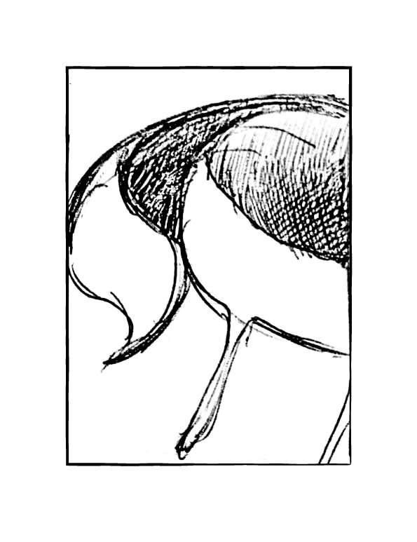 595x773 Torah Holds Sounds - Sound Sketch