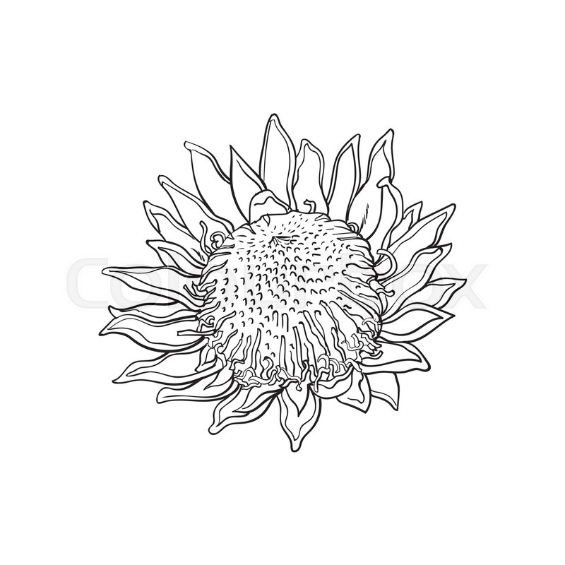 800x800 Single King Protea, Sketch Style Vector Illustration Isolated On - South Africa Sketch