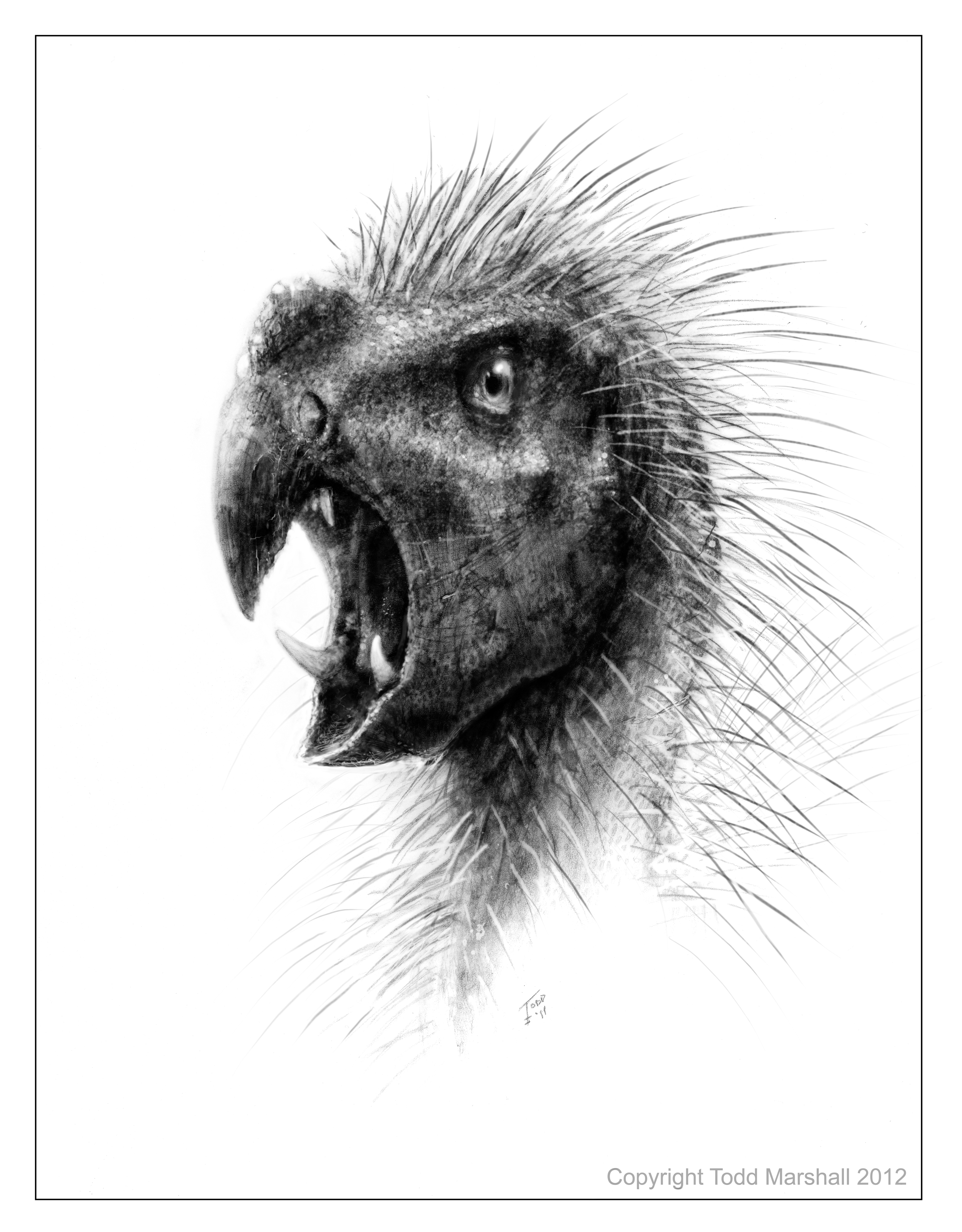 3122x4000 New Fanged Dwarf Dinosaur From Southern Africa, Ate Plants - South African Sketch