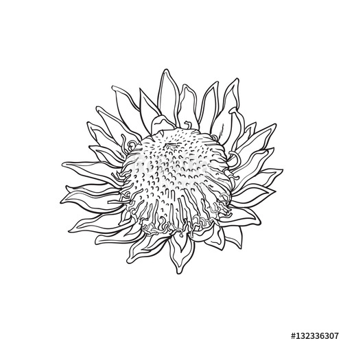 500x500 Single King Protea, Sketch Style Vector Illustration Isolated On - South African Sketch