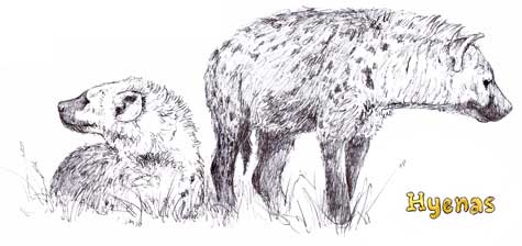 475x224 South African Sketching Safari - South African Sketch