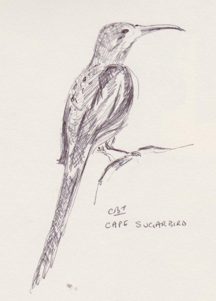 734x1024 Turquoise Moon More From South Africa - South African Sketch