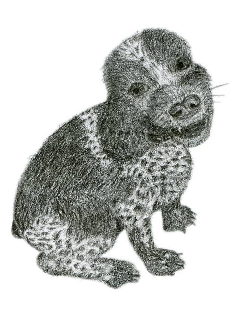 488x650 Cocker Spaniel Pencil Sketch By Jane Mcdougall - Spaniel Sketch