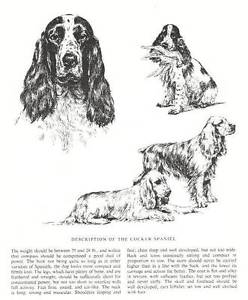 248x300 Cocker Spaniel Sketch - Spaniel Sketch