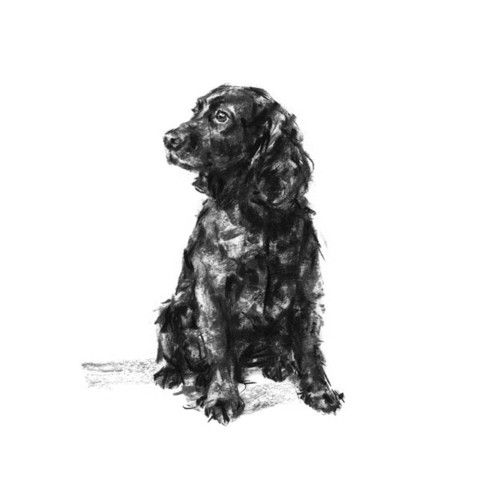480x480 Cocker Spaniel Sketch Print Sketchesdrawings - Spaniel Sketch