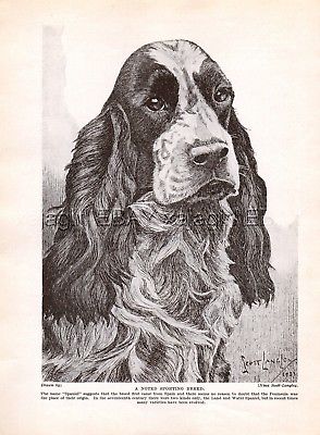 294x400 Dog Springer Spaniel English Or Welsh Portrait Sketch, Beautiful - Spaniel Sketch