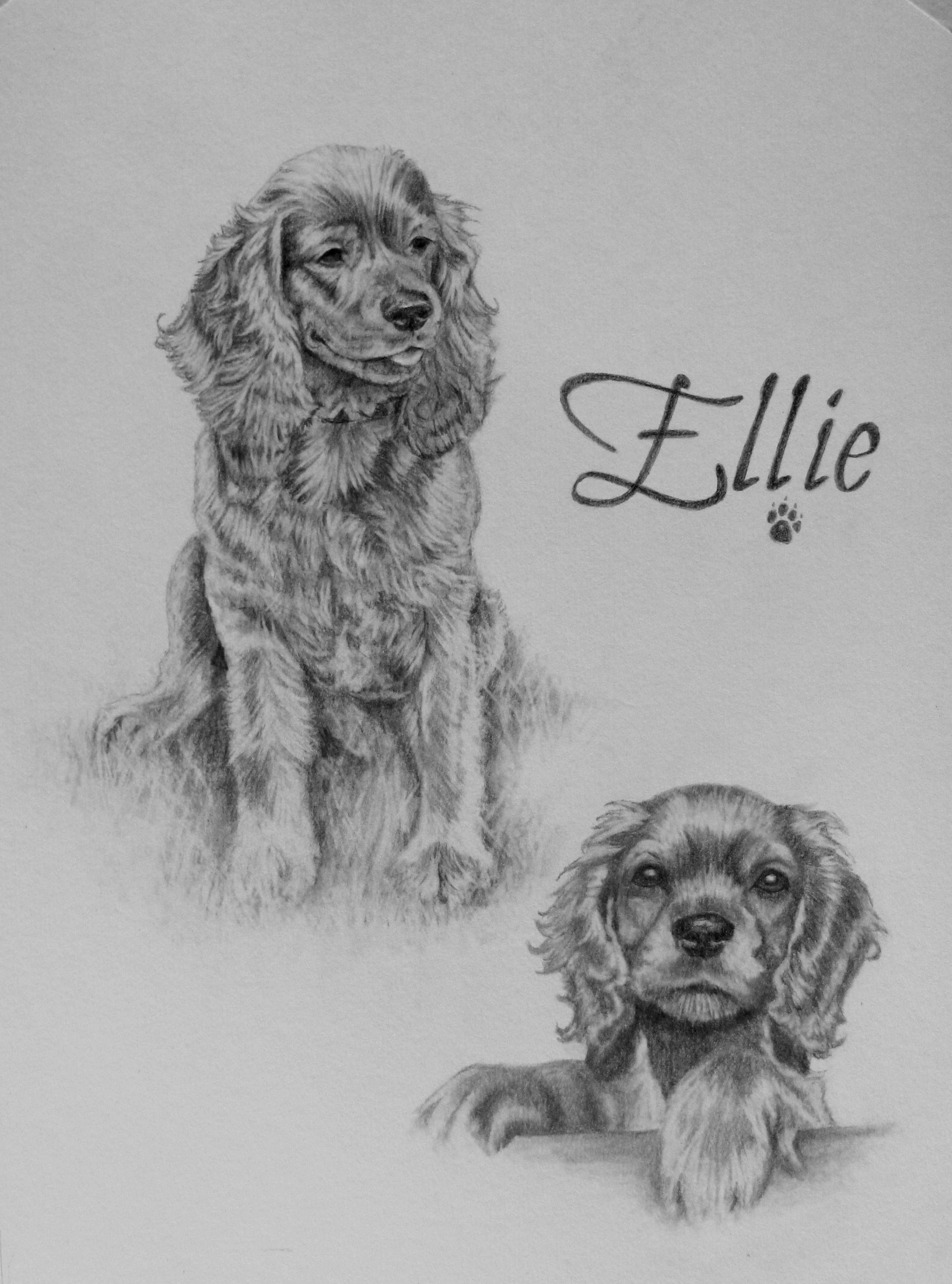 2175x2934 Ellie The - Spaniel Sketch