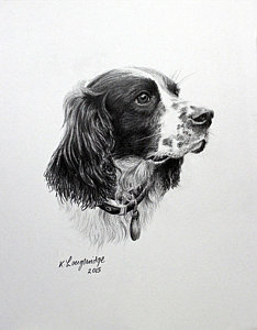 234x300 English Springer Spaniel Drawings Fine Art America - Spaniel Sketch