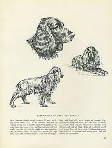 227x300 Field Spaniel Vintage 1963 Print Sketch - Spaniel Sketch