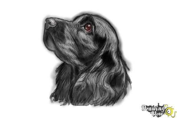 600x400 How To Draw A Cocker Spaniel - Spaniel Sketch