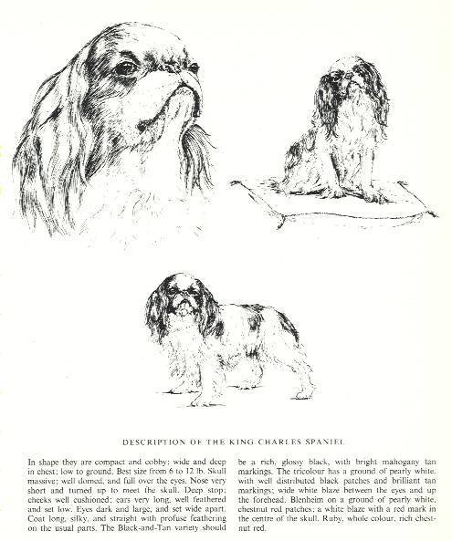 495x593 King Charles Spaniel Sketch - Spaniel Sketch