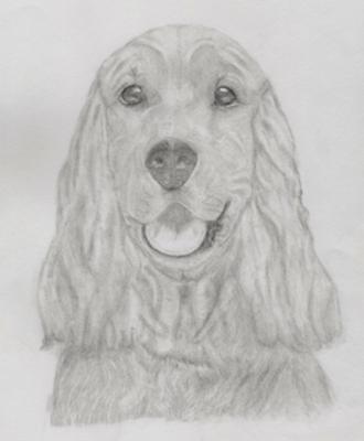 330x400 Roxie, Cocker Spaniel - Spaniel Sketch