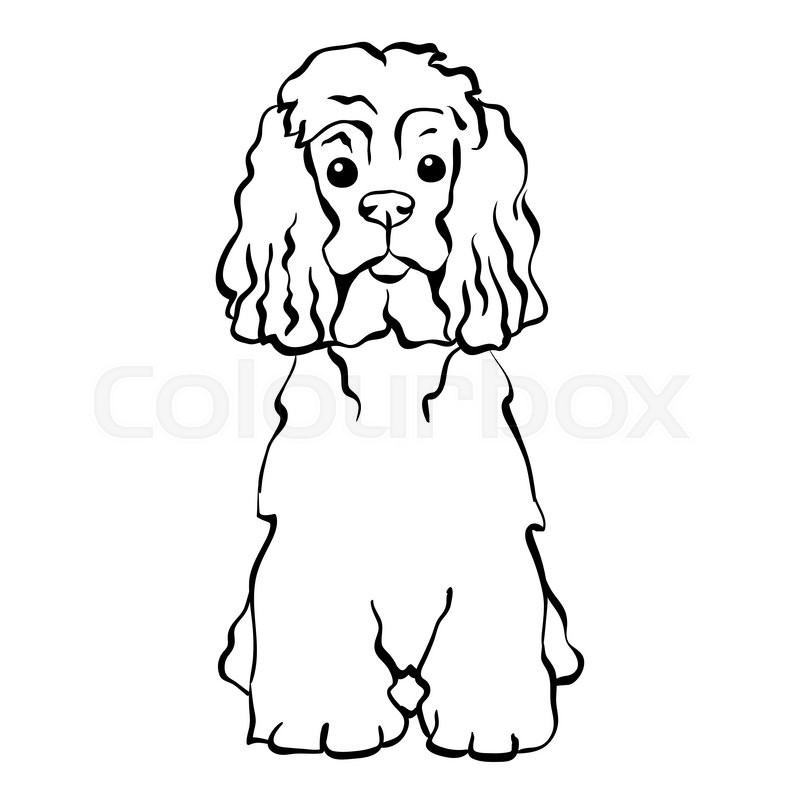 800x800 Sketch Funny Dog American Cocker Spaniel Breed Sitting Hand - Spaniel Sketch
