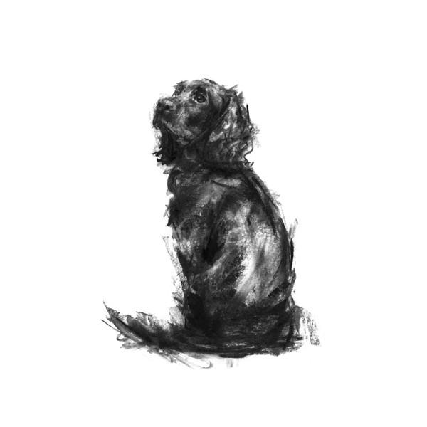 600x600 Spaniel Sketch Print - Spaniel Sketch