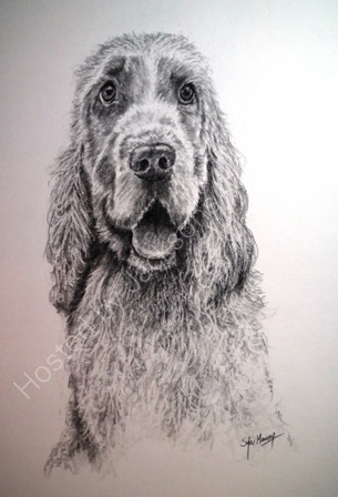 305x448 Sylviemaneyart Cocker Spaniel Sketch - Spaniel Sketch
