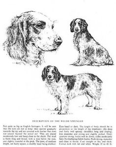 236x300 Welsh Springer Spaniel Sketch - Spaniel Sketch