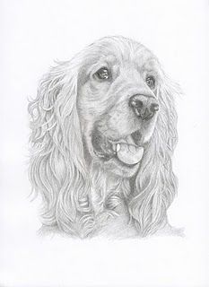 233x320 Cocker Spaniel Drawing - Spaniel Sketch