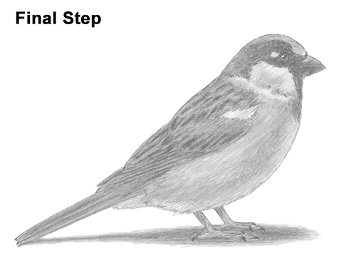 500x386 How To Draw A Sparrow - Sparrow Sketch