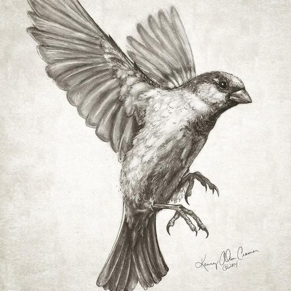 600x600 Kenny Cramer On Ink. Tattoos, Sparrow Tattoo And - Sparrow Sketch