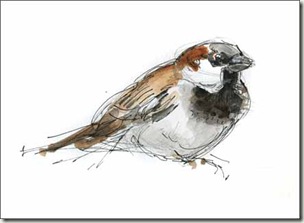 304x223 Pencil And Leaf Sparrow Sketches. Waiting For Bonnie To Blow Over. - Sparrow Sketch