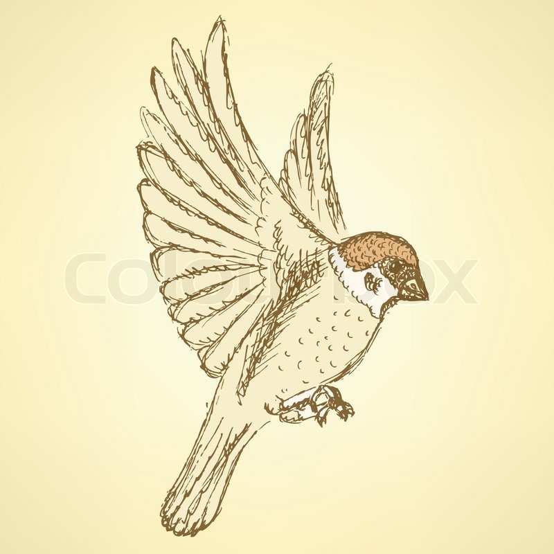 800x800 Sketch Cute Sparrow, Vector Background In Vintage Style Stock - Sparrow Sketch