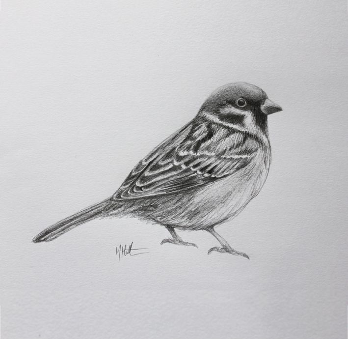 709x690 Sparrow Drawing Photo Drawing Skill - Sparrow Sketch