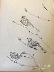 225x300 Sparrow Drawings - Sparrow Sketch