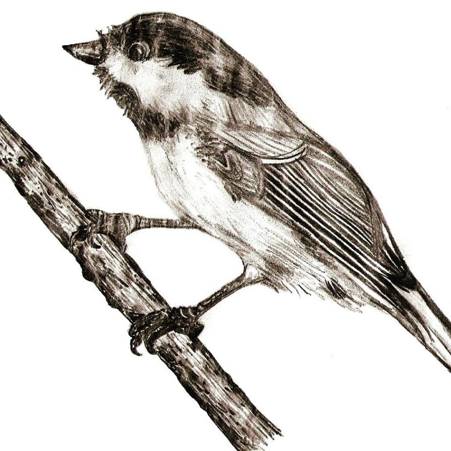 894x894 Sparrow Sketch By 0 Moxie 0 - Sparrow Sketch