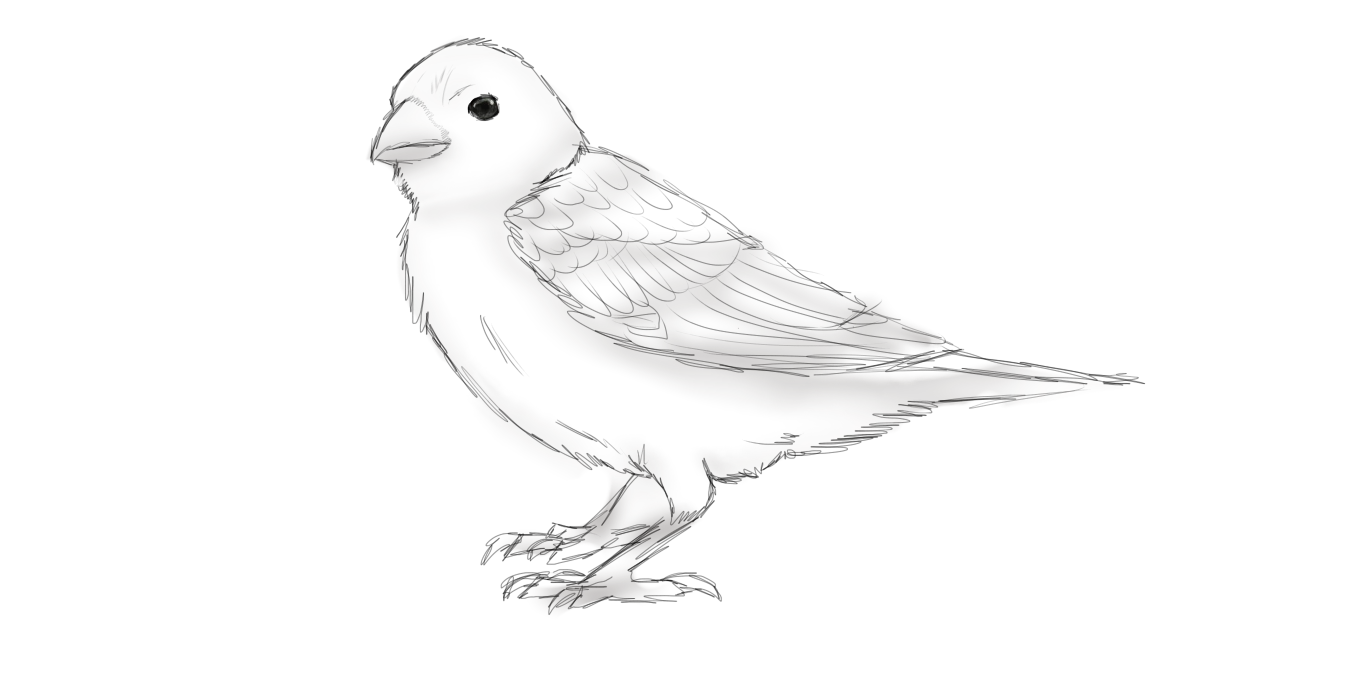 1366x686 Sparrow Sketch Art - Sparrow Sketch